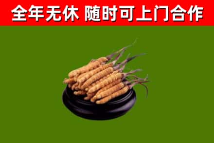 康定烟酒回收冬虫夏草.jpg